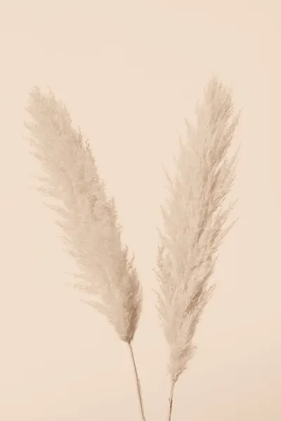 Pampas Grass Serenity by Pictufy Studio III