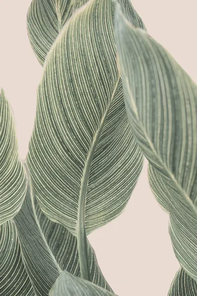 Calla Leaf by Kathrin Pienaar