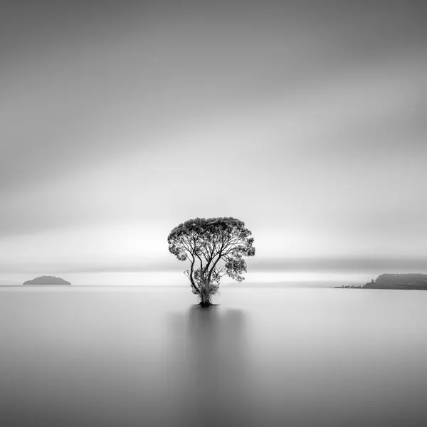 Serene Lone Tree by Jana Luo