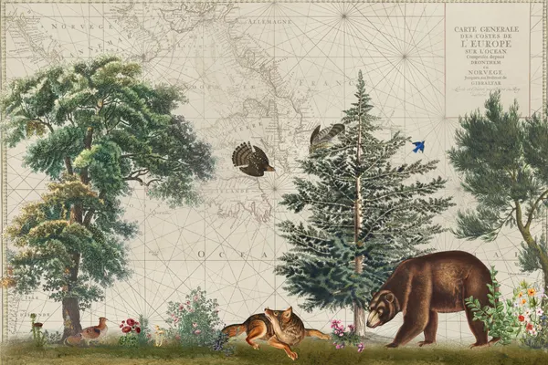 Vintage Map Forest Wildlife by Andrea Haase