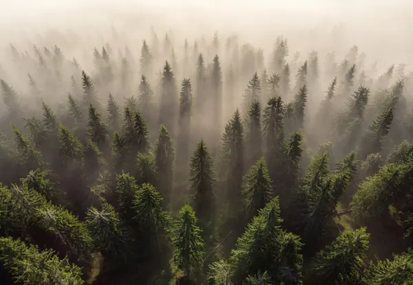 Misty Forest Morning by Lazar Ioan Ovidiu