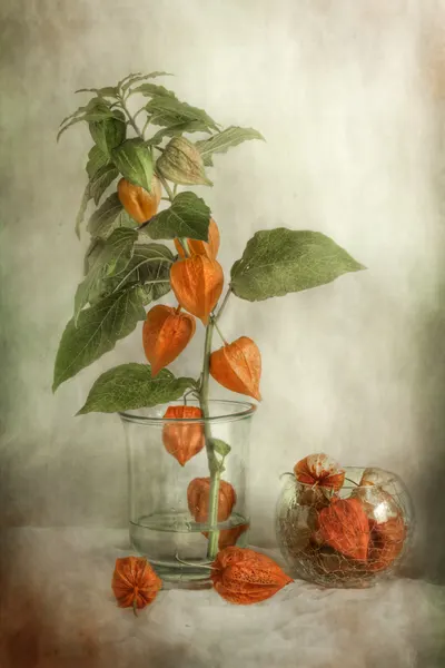 Lanterns by Mandy Disher