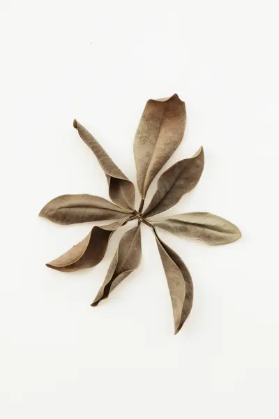 Earthy Leaf Still Life by Pictufy Studio III