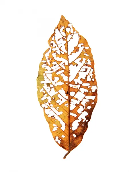 Leaf Skeleton Essence by Shot by Clint