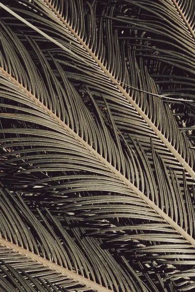 Deep Green Palm Foliage by Pictufy Studio III