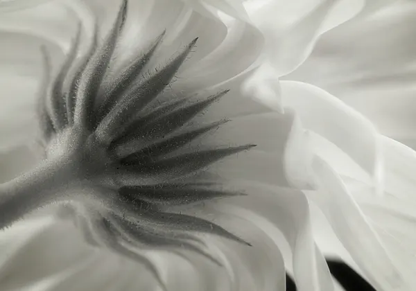 Gentle Petal Underside by Lotte Grønkjær