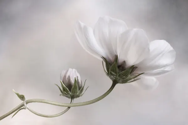 Simply Cosmos by Mandy Disher