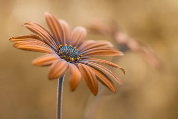 Summer glow by Mandy Disher