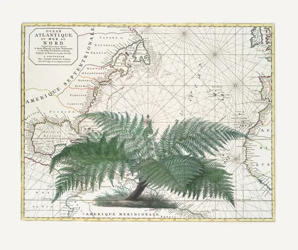 Vintage Map Fern Botanical by Andrea Haase
