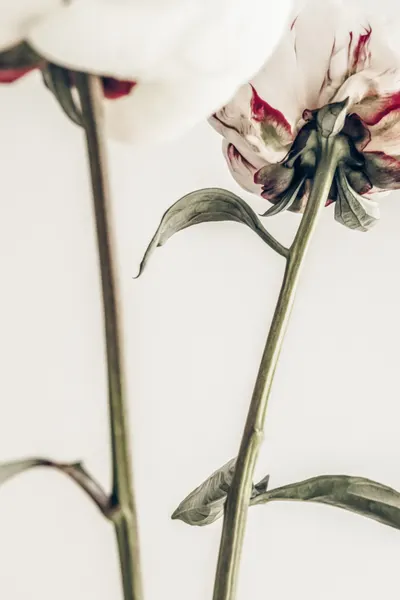 Delicate Peony Undersides by Pictufy Studio III