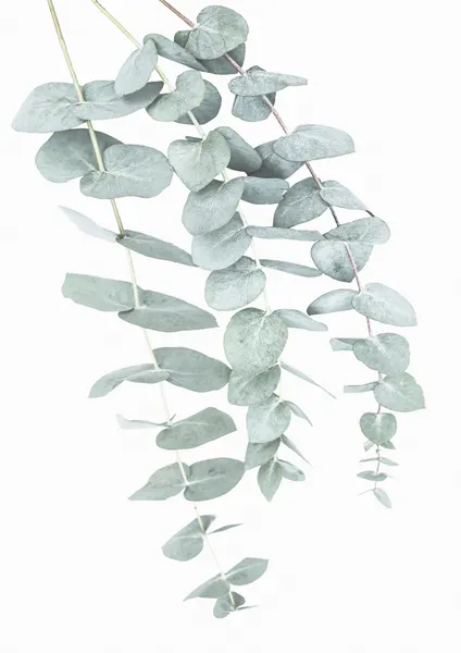 Eucalyptus I by Kathrin Pienaar