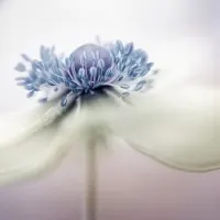 a n e m o n e by Mandy Disher