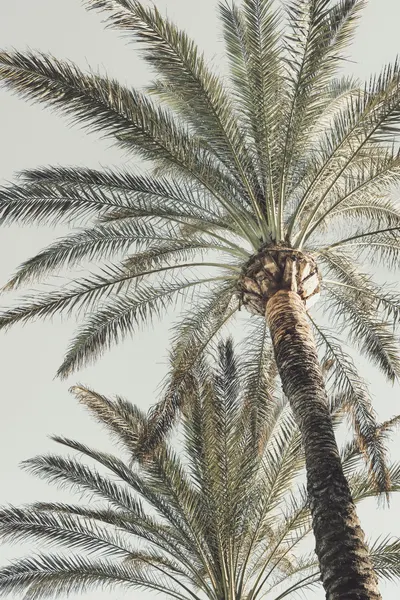 Sky High Palms by Pictufy Studio III
