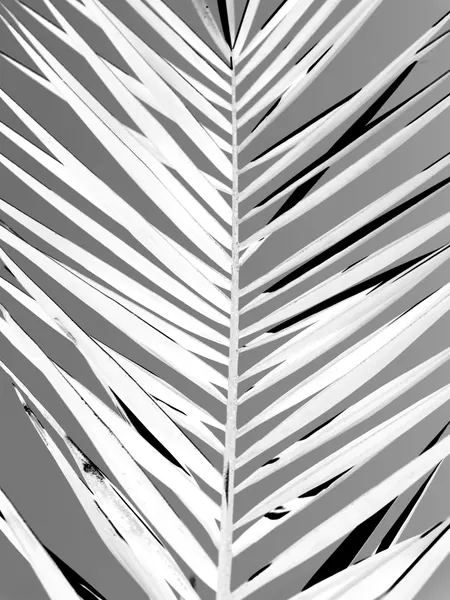 Monochrome Fronds by Shot by Clint