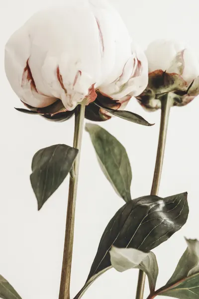 Soft White Peonies by Pictufy Studio III