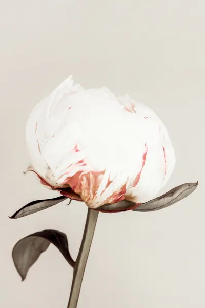 Delicate White Peony by Pictufy Studio III