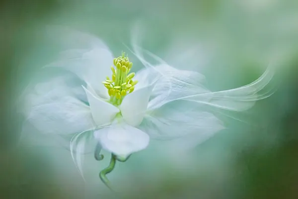 Soft Dreamy Flower by Jacky Parker