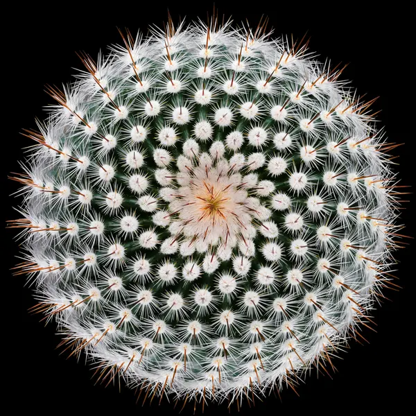 Cactus Spines Geometry by Victor Mozqueda