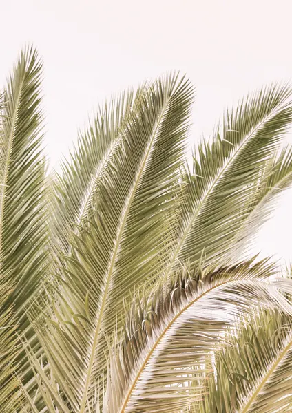 Fronds in the Breeze by Shot by Clint