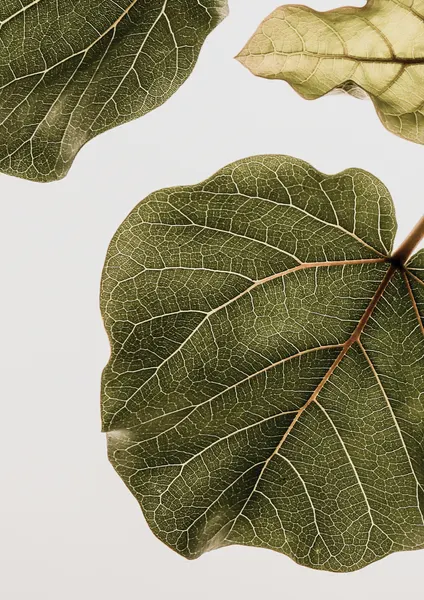 Leaf Vein Tapestry by Shot by Clint