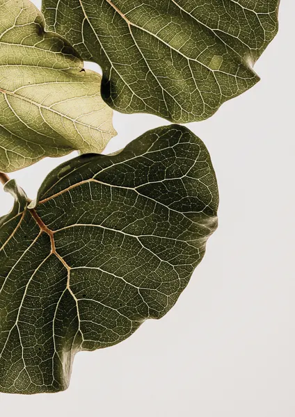 Leaf Veins Symphony by Shot by Clint