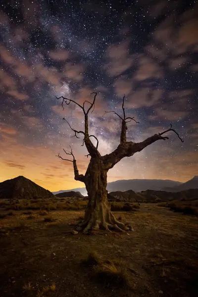 Milky Way Over Desert Tree by Andrei Ionut Dascalu
