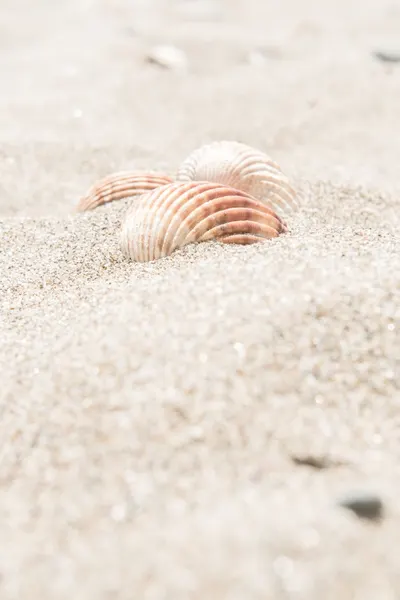 Serene Beach Shells by Pictufy Studio III