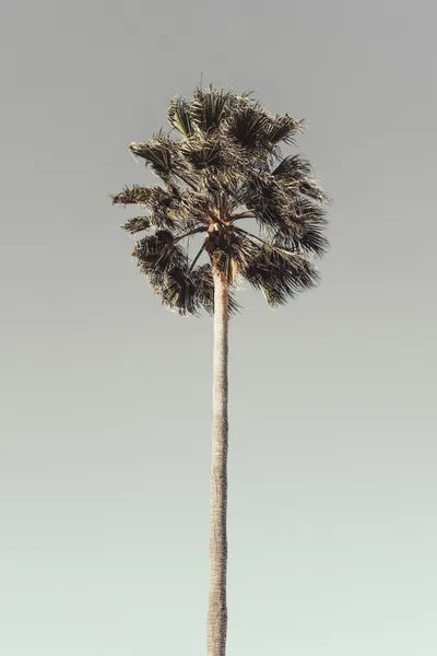 Tropical Tree Serenity by Pictufy Studio III
