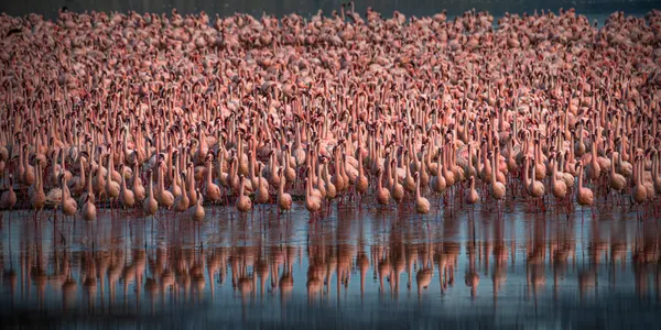 Pink Flamingo Flock by Isam Telhami
