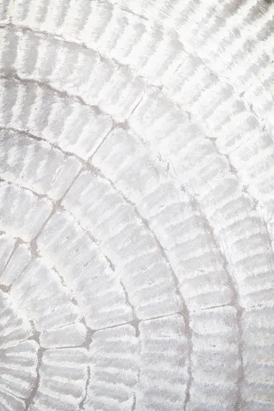 White Abstract Texture by Pictufy Studio III
