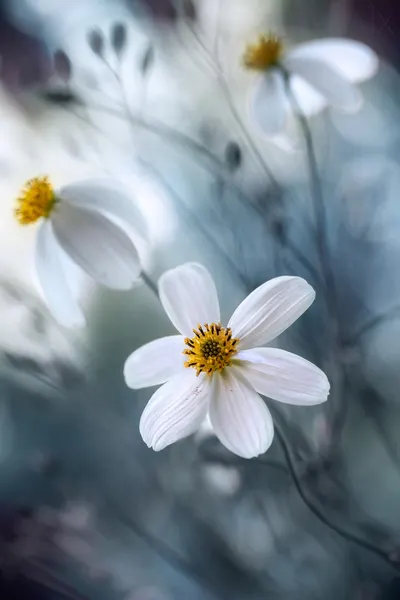 Cosmos by Mandy Disher