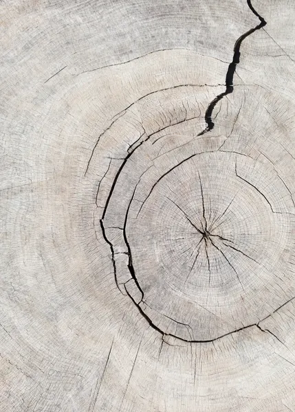 Cracked Tree Rings by Pictufy Studio III