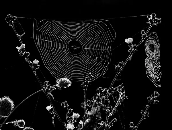 Delicate Spiderweb Morning by Ivan Lesica