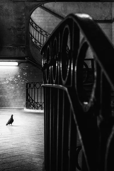 Solitary Subway Bird by Laura Mexia