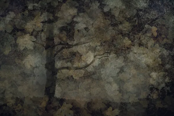 Dark forest by Nel Talen