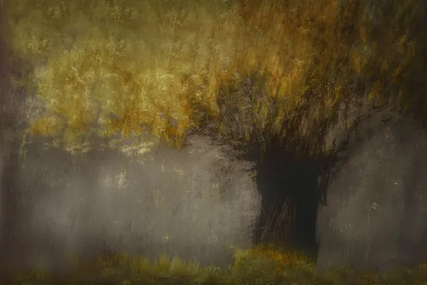 Pollard willow by Nel Talen