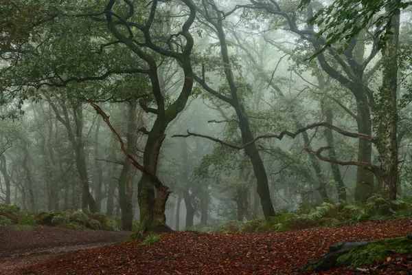 Misty Forest Path by Hilda van der Lee