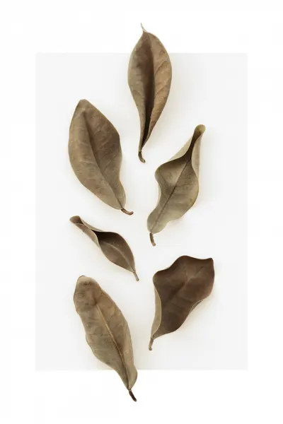Earthy Dried Leaves by Pictufy Studio III