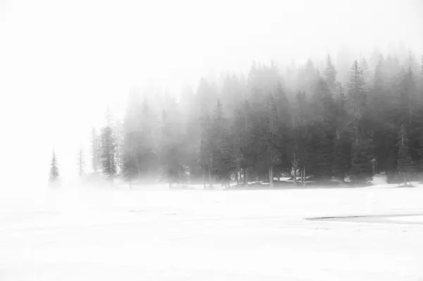 Snowy Forest Mist by Annalisa Bontempi