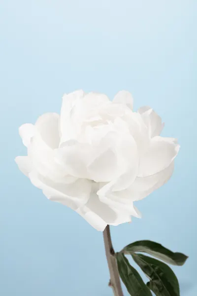 Soft White Peony Blossom by Pictufy Studio III