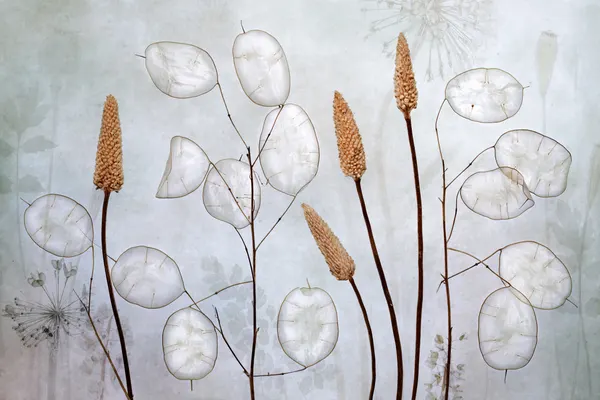 Lunaria by Mandy Disher