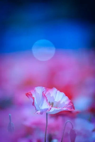 Dreamy Poppy Moon by Chisho