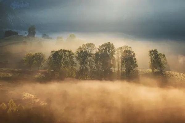 Sunrise Through Golden Fog by Alexandru Ionut Coman