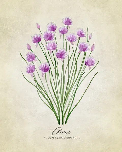 Fresh Chives Bloom by Rosana Laiz Blursbyai