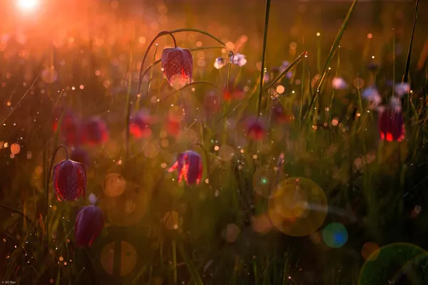 Sunrise Meadow Flowers by Wil Mijer