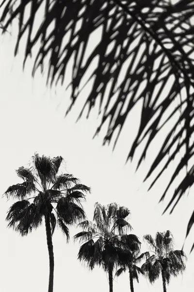 Tropical Palm Silhouettes by Pictufy Studio III