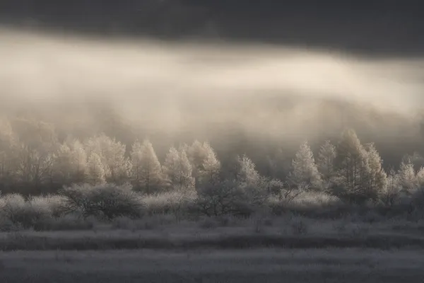 Frosted Forest Mist by Akira Nagase