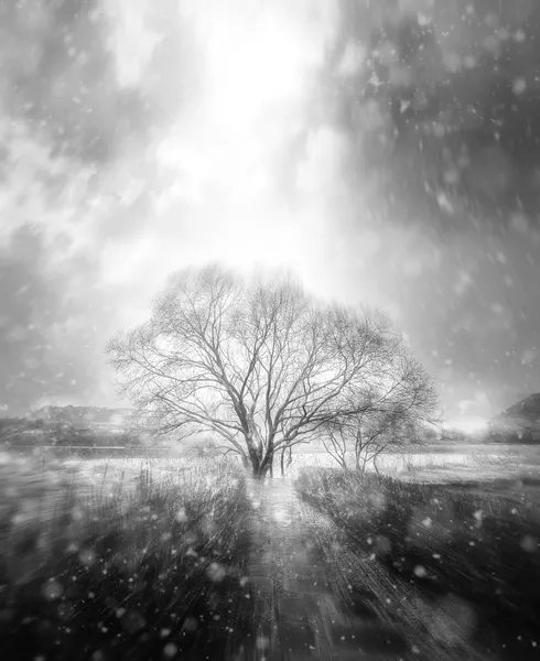Tree in Winter Light by YoungIl Kim