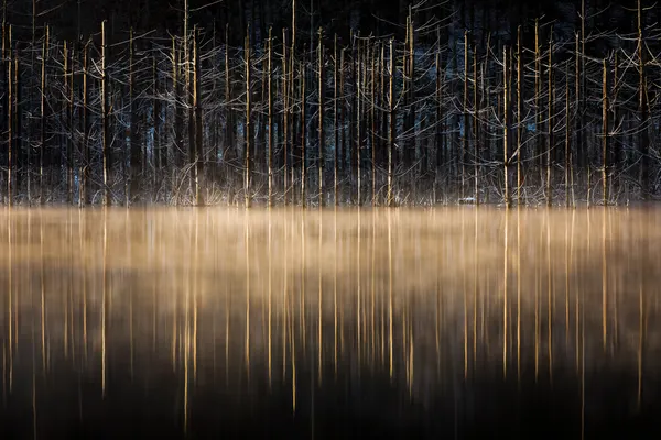 Ethereal Tree Reflection by Dan Mirica