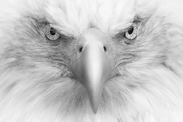 Fierce Eagle Gaze by Gustavo Costa